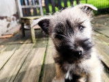 À vendre 2 chiots mâles Cairn Terriers LOF