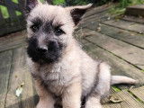 À vendre 2 chiots mâles Cairn Terriers LOF