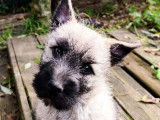 À vendre 2 chiots mâles Cairn Terriers LOF