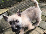 À vendre 2 chiots mâles Cairn Terriers LOF