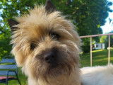 À vendre 2 chiots mâles Cairn Terriers LOF