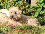 À vendre 2 chiots mâles Cairn Terriers LOF