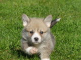 7 chiots Welsh Corgi Pembroke LOF à acheter