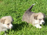 7 chiots Welsh Corgi Pembroke LOF à acheter