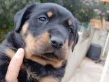 5 chiots Beaucerons LOF femelles disponibles à la réservation
