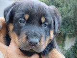 5 chiots Beaucerons LOF femelles disponibles à la réservation
