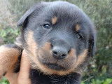 5 chiots Beaucerons LOF femelles disponibles à la réservation
