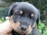 5 chiots Beaucerons LOF femelles disponibles à la réservation