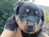 5 chiots Beaucerons LOF femelles disponibles à la réservation