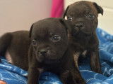 7 chiots mâles Staffordshire Bull Terriers LOF à réserver