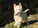 Un chiot mâle Husky Sibérien blanc à la vente (LOF)