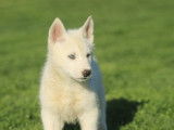Un chiot m&acirc;le Husky Sib&eacute;rien blanc &agrave; la vente (LOF)