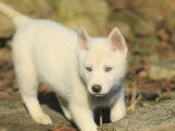 Un chiot m&acirc;le Husky Sib&eacute;rien blanc &agrave; la vente (LOF)