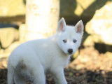 Un chiot m&acirc;le Husky Sib&eacute;rien blanc &agrave; la vente (LOF)