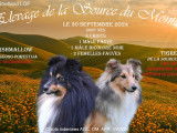 Chiots Berger des Shetland LOF à vendre