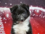 Chiots Berger des Shetland LOF à vendre