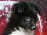 Chiots Berger des Shetland LOF à vendre