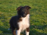 Chiots Berger des Shetland LOF à vendre