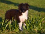 Chiots Berger des Shetland LOF à vendre