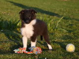Chiots Berger des Shetland LOF à vendre