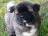 Un chiot femelle Akita Américain LOF à poil long à vendre