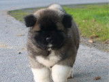 Un chiot femelle Akita Américain LOF à poil long à vendre