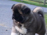 Un chiot femelle Akita Américain LOF à poil long à vendre