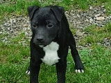 Un chiot mâle Staffordshire Bull Terrier LOF à vendre