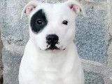 Un chiot mâle Staffordshire Bull Terrier LOF à vendre