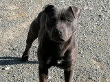 Un chiot mâle Staffordshire Bull Terrier LOF à vendre