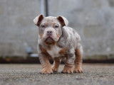 Chiots American Bully micro et pocket à vendre