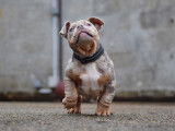 Chiots American Bully micro et pocket à vendre