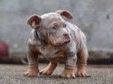 Chiots American Bully micro et pocket à vendre