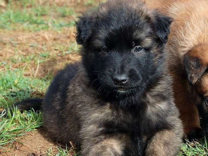 5 chiots Bergers Belges Tervueren à réserver (LOF)