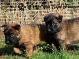 5 chiots Bergers Belges Tervueren à réserver (LOF)