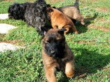 5 chiots Bergers Belges Tervueren à réserver (LOF)