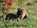 5 chiots Bergers Belges Tervueren à réserver (LOF)