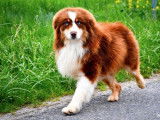 Chien adulte Berger Australien LOF tricolore pour une saillie