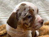Un chiot femelle American Bully à vendre