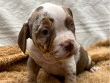 Un chiot femelle American Bully à vendre