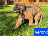 5 chiots Leonberg LOF à réserver