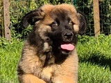 5 chiots Leonberg LOF à réserver