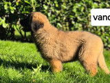5 chiots Leonberg LOF à réserver