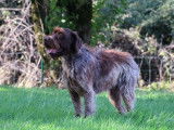Saillie chien Griffon Korthals LOF de 5 ans disponible