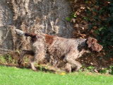 Saillie chien Griffon Korthals LOF de 5 ans disponible
