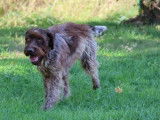 Saillie chien Griffon Korthals LOF de 5 ans disponible