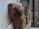 Chien femelle adulte Yorkshire Terrier LOF à vendre