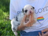 6 chiots Bergers Australiens LOF à réserver