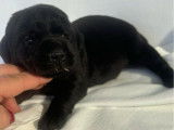 10 chiots Labradors Retrievers LOF à réserver