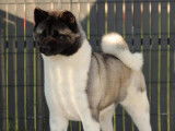Chien femelle Akita Américain LOF de 5 ans à vendre